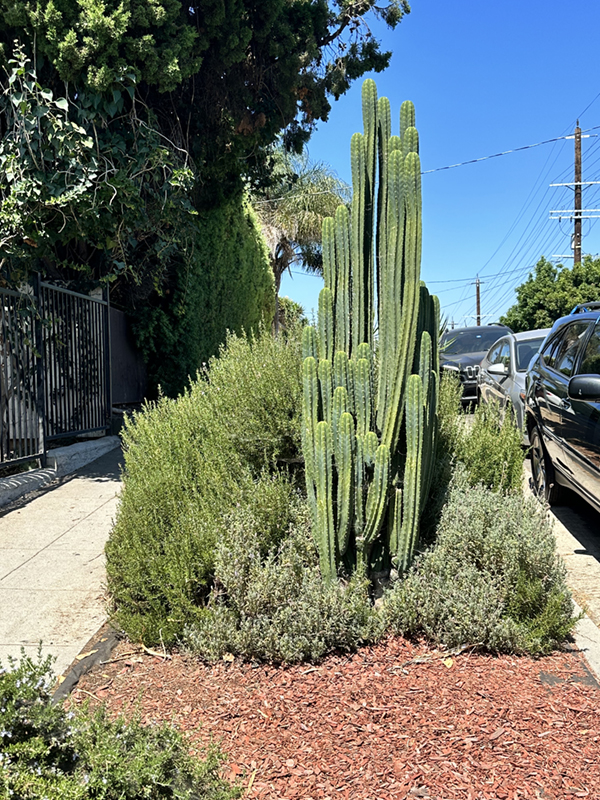 LA_Silverlake2 LA_Silverlake2